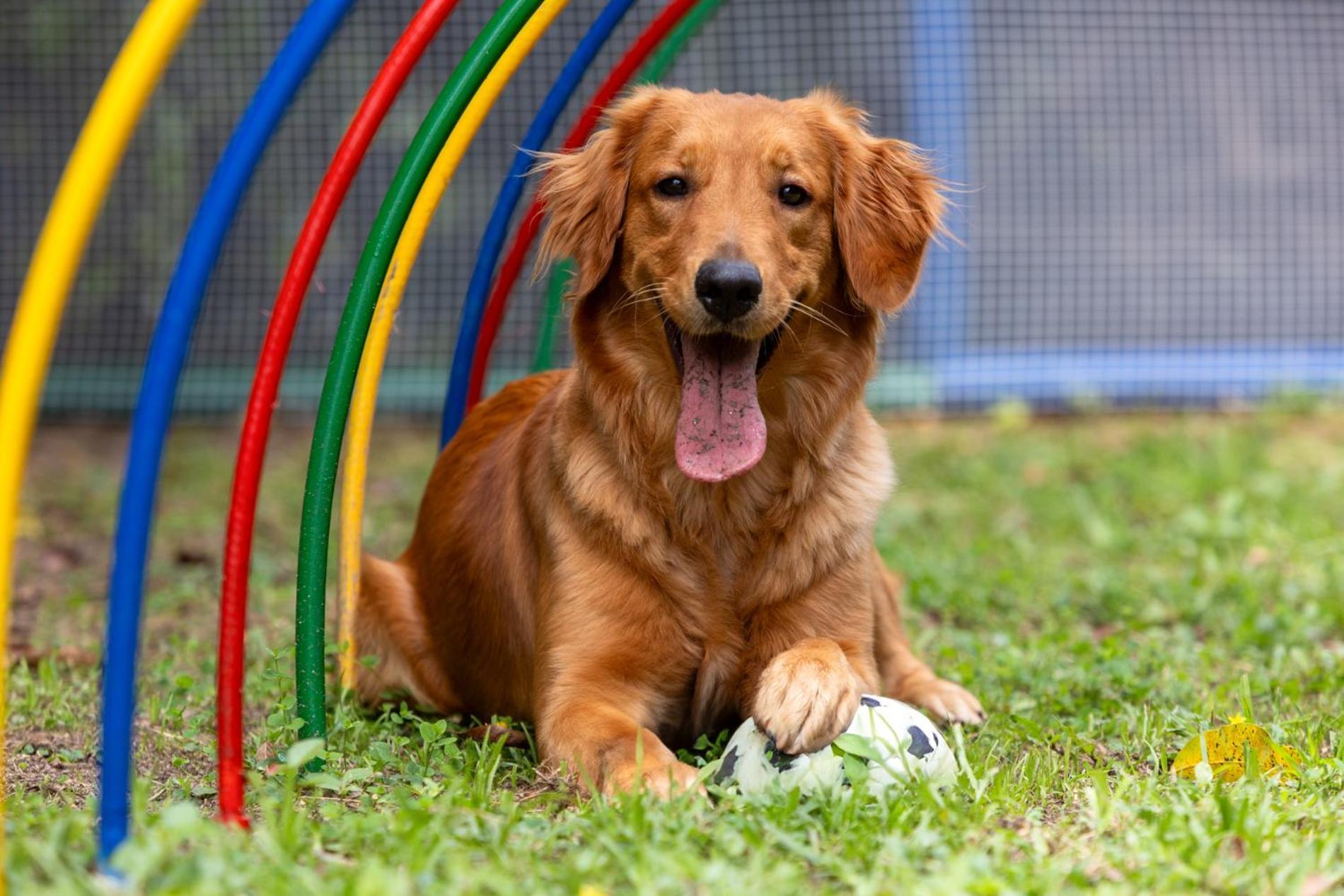 Hotel Dann Carlton Belfort Медельин Экстерьер фото Golden Retriever