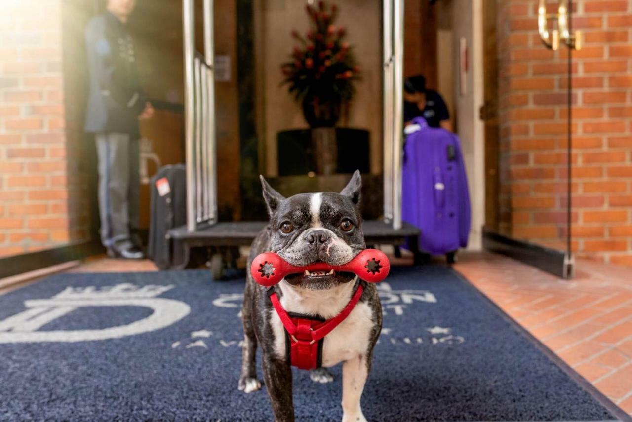 Hotel Dann Carlton Belfort Медельин Экстерьер фото Boston Terrier at the entrance of the hotel
